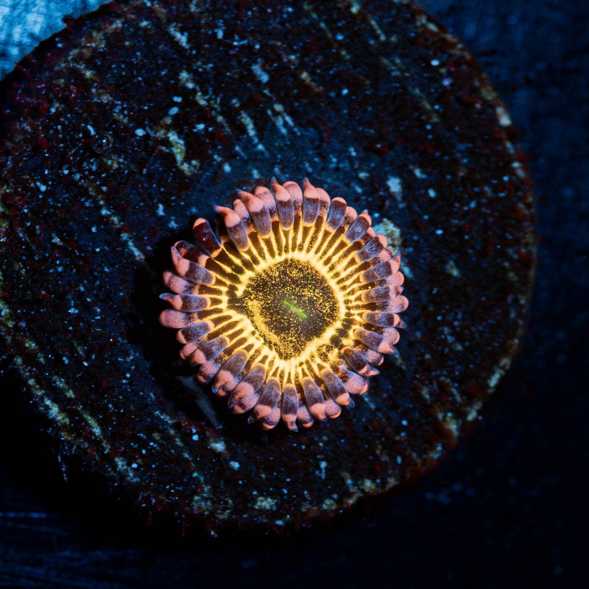Stratosphere Zoanthid 