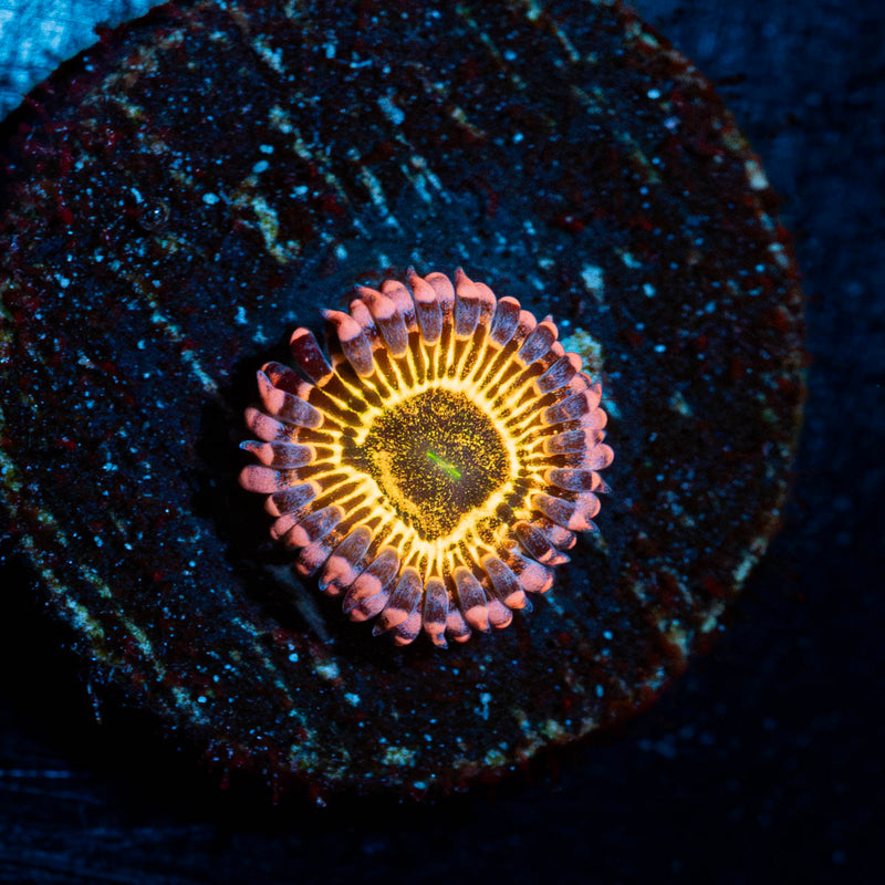 Stratosphere Zoanthid