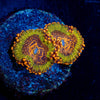JF A$$ Kracks Zoanthid 