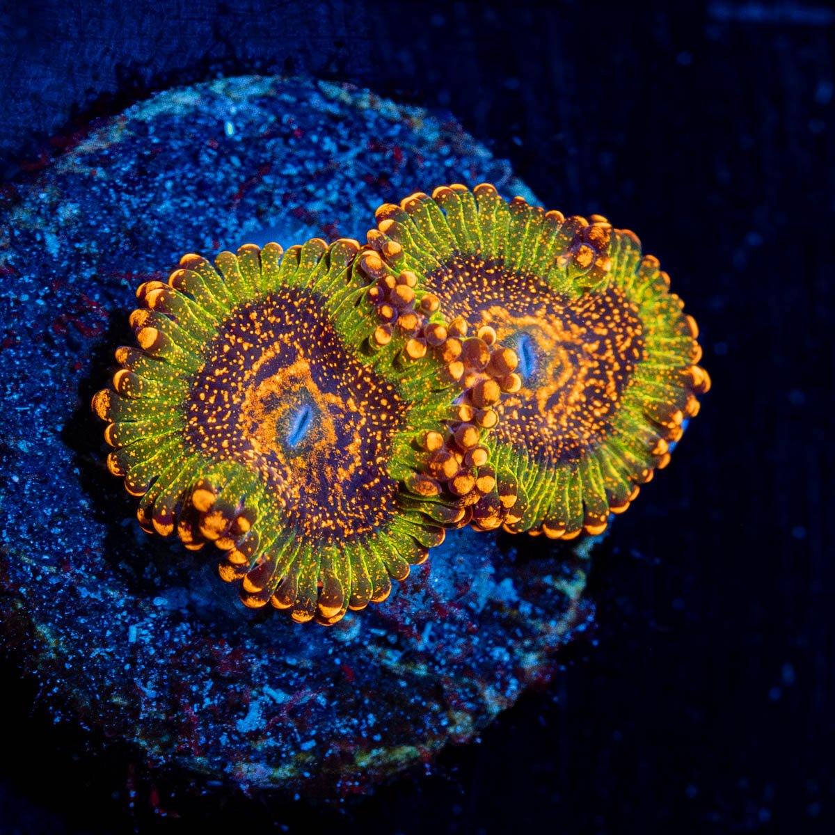 JF A$$ Kracks Zoanthid 