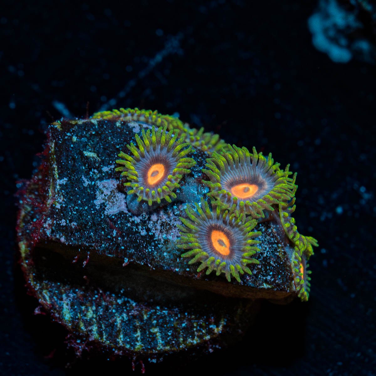 Blue Jay Zoanthid 