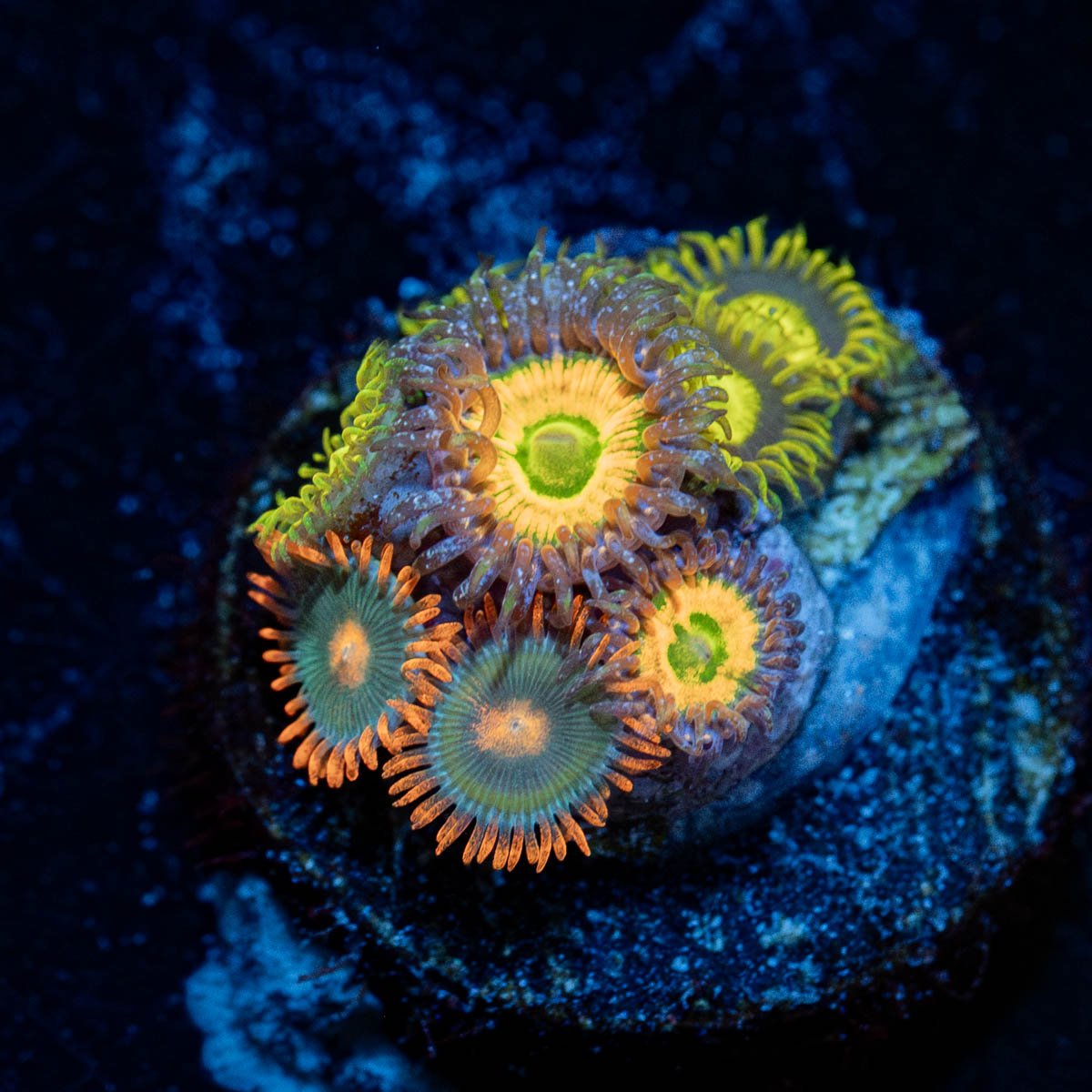 Zoanthid Combo 