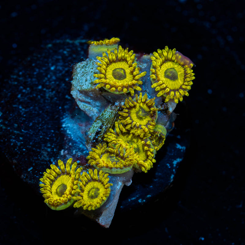 LA Lakers Zoanthid