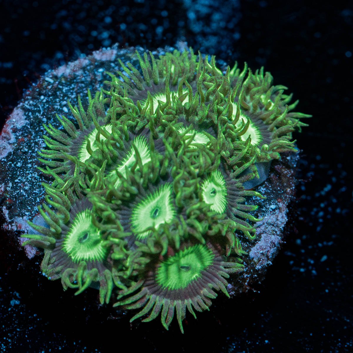 Emerald City's Zoanthid 
