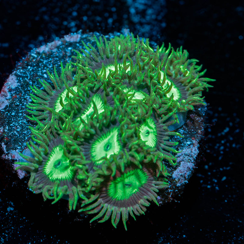 Emerald City's Zoanthid