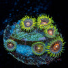 Jawbreaker Hornets  Zoanthid 