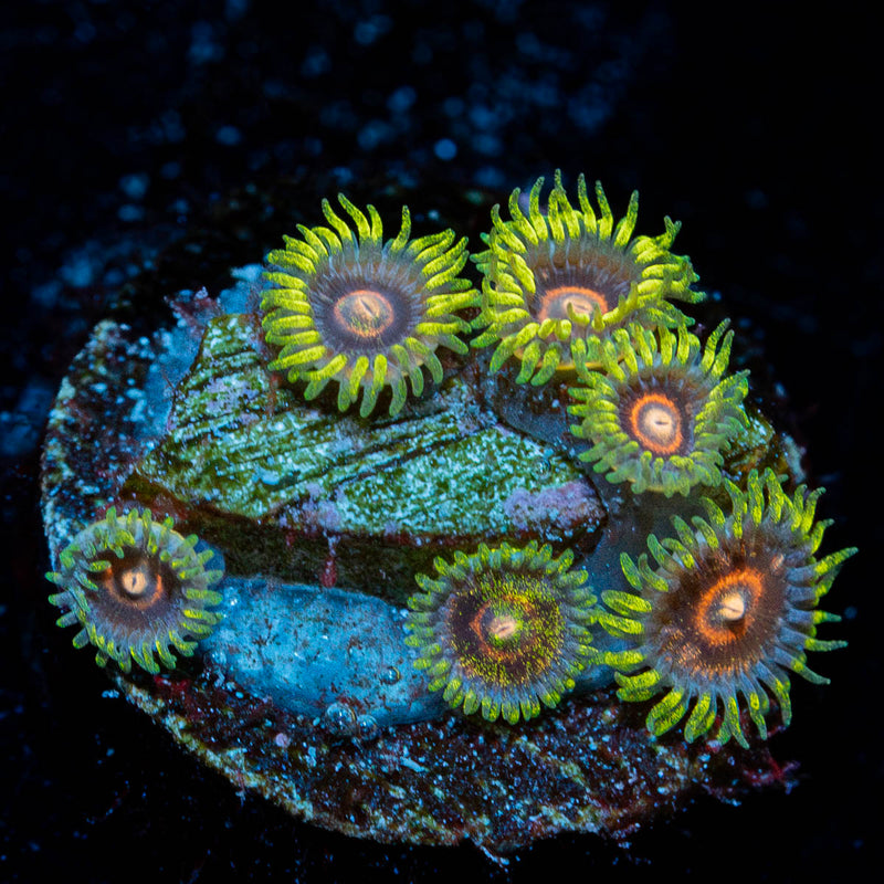 Jawbreaker Hornets  Zoanthid