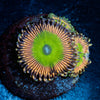 Candy Apple Pink Zoanthid 