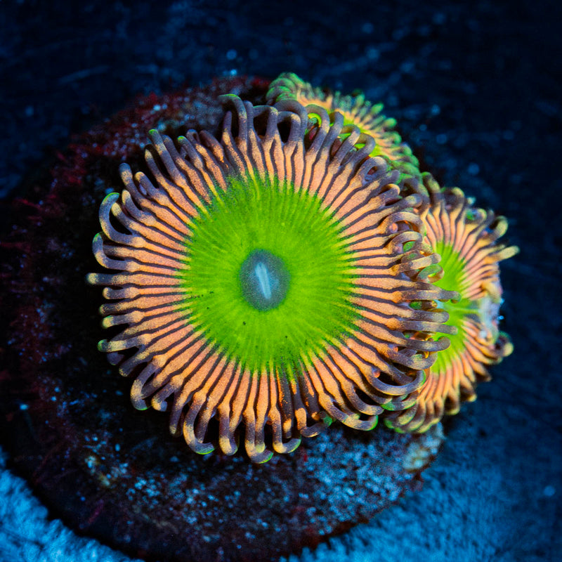 Candy Apple Pink Zoanthid