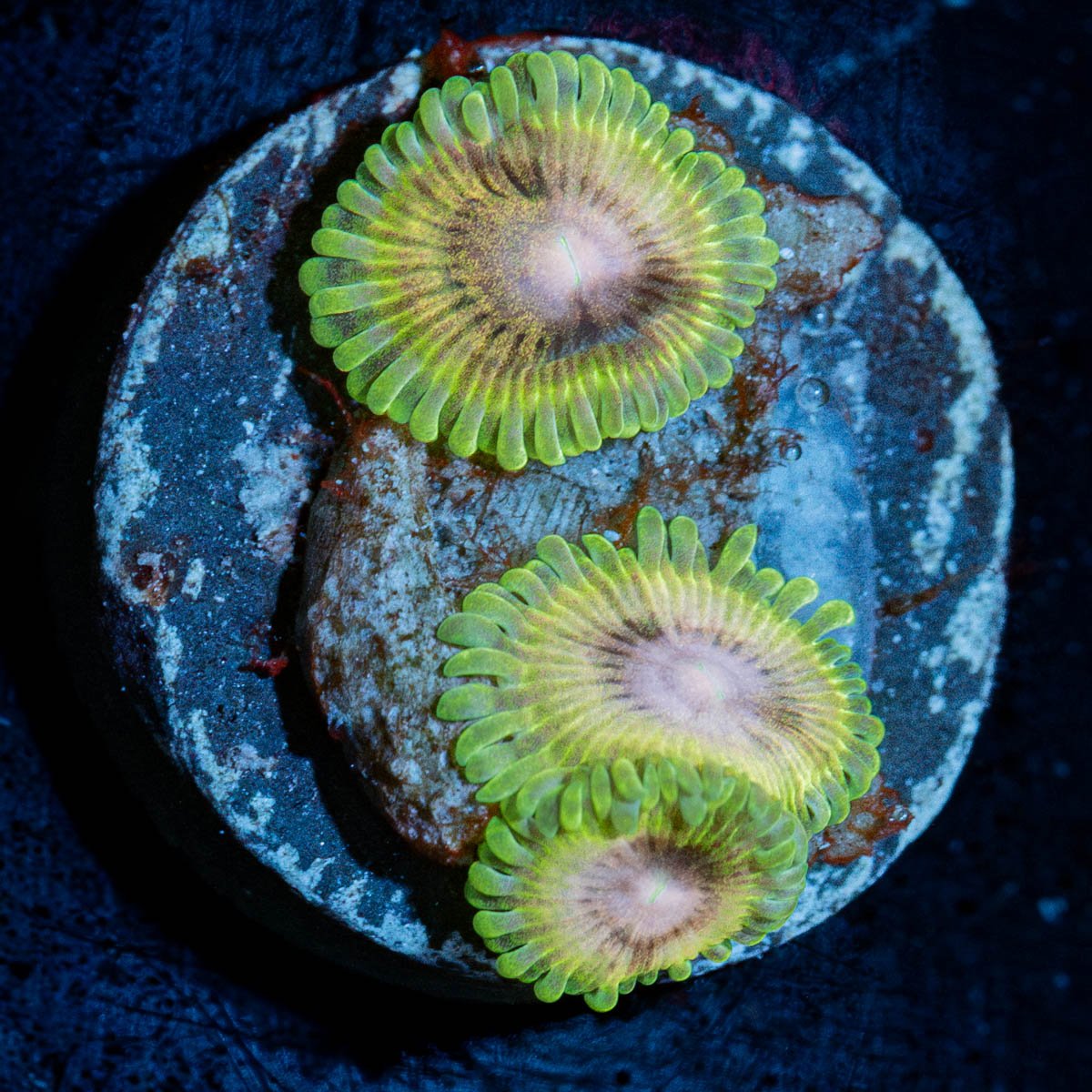 Lemon Lime Zoanthid 