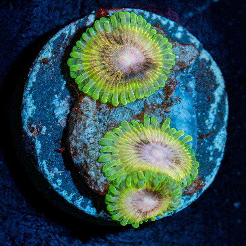 Lemon Lime Zoanthid