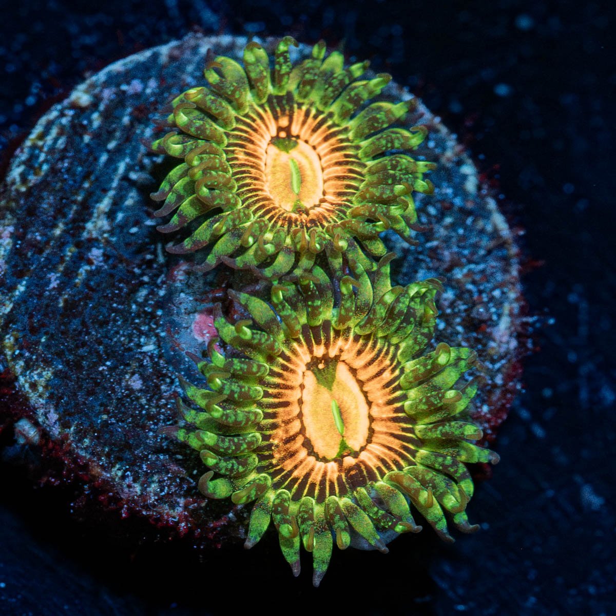 Rainbow Incinerators Zoanthid 