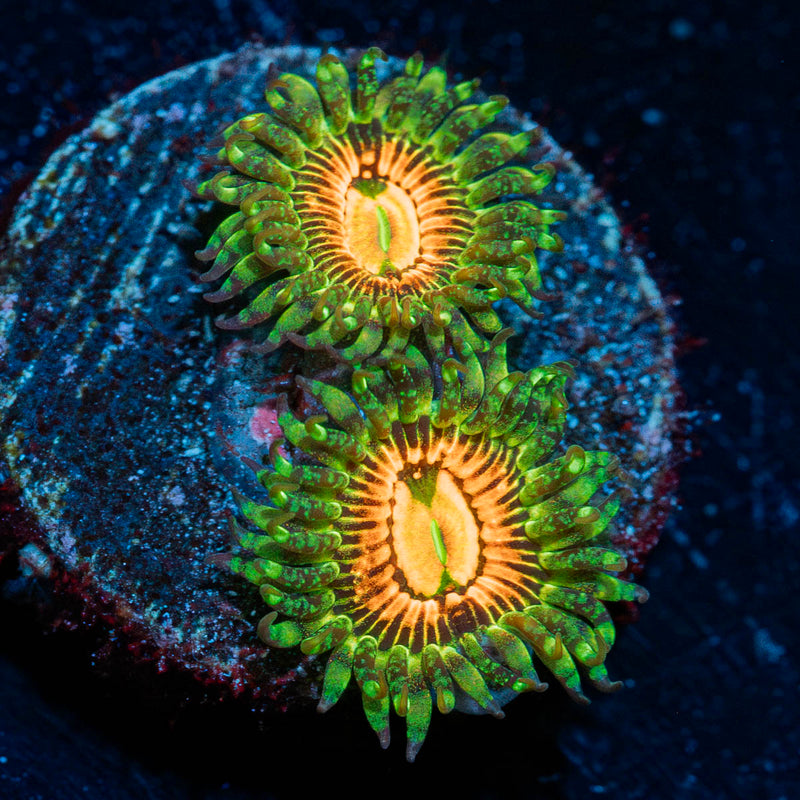 Rainbow Incinerators Zoanthid