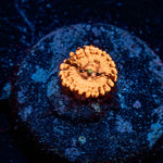 Utter Chaos Zoanthid 