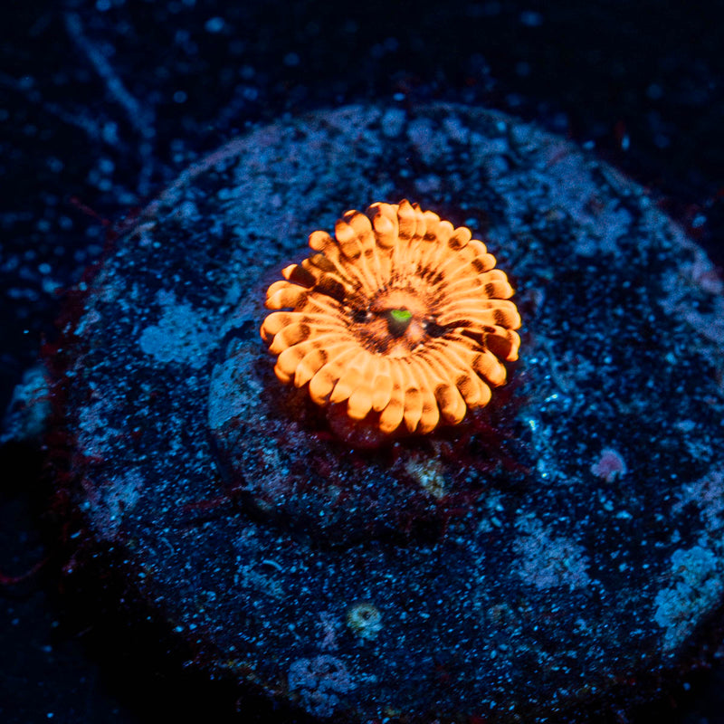 Utter Chaos Zoanthid