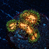 Pumpkin Smashers Zoanthid 