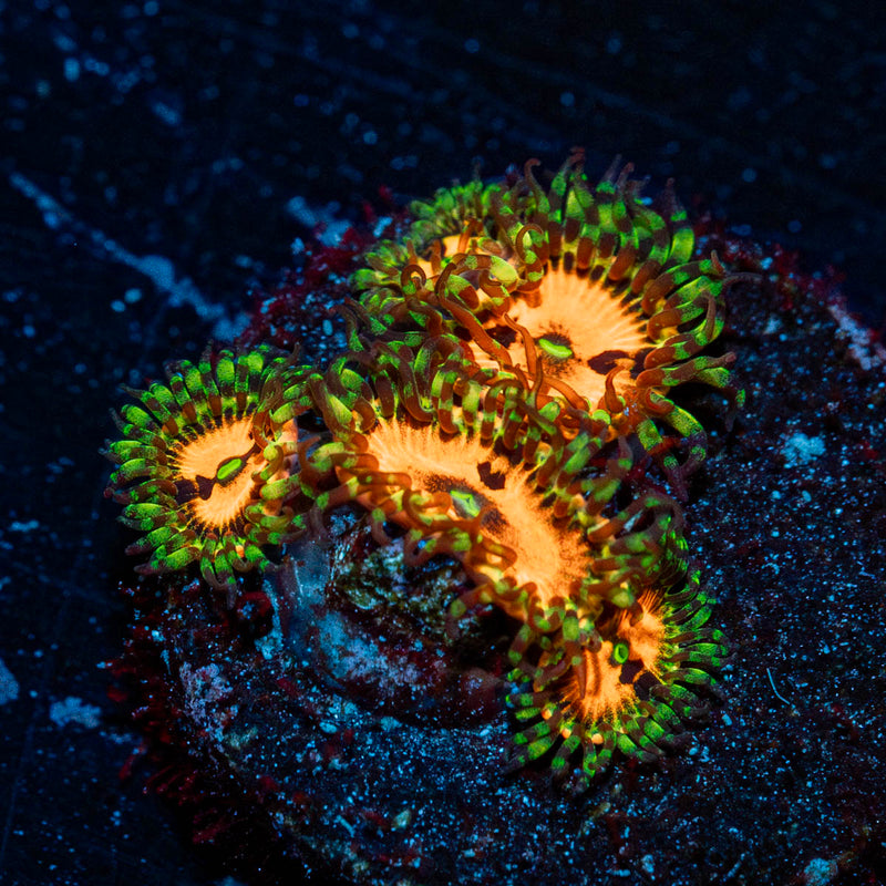 Pumpkin Smashers Zoanthid