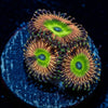 Candy Apple Pink Zoanthid 