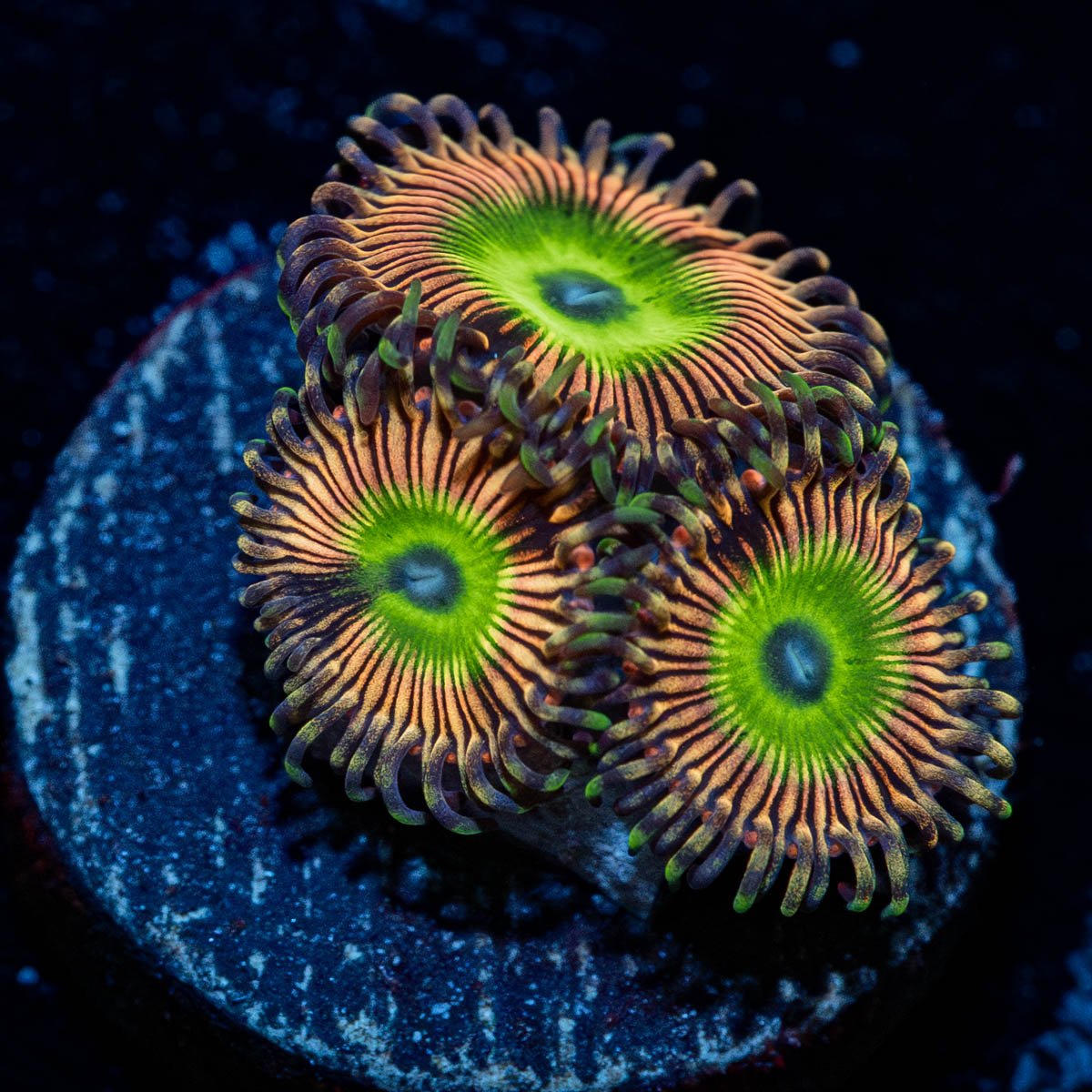 Candy Apple Pink Zoanthid 