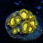 King Midas Zoanthid 