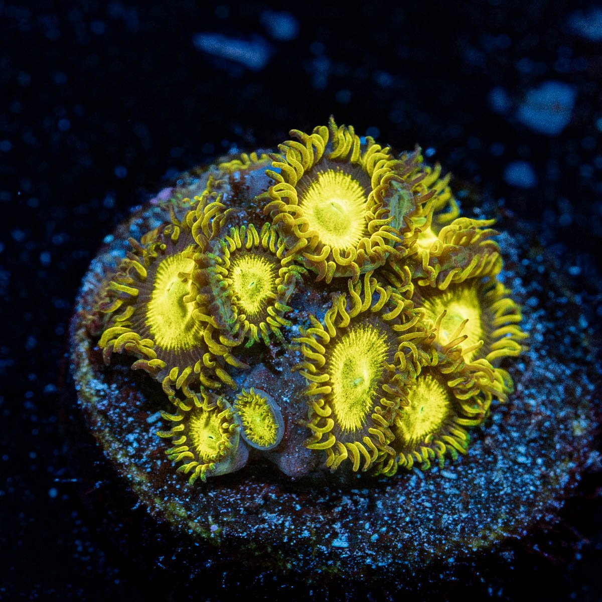 King Midas Zoanthid 