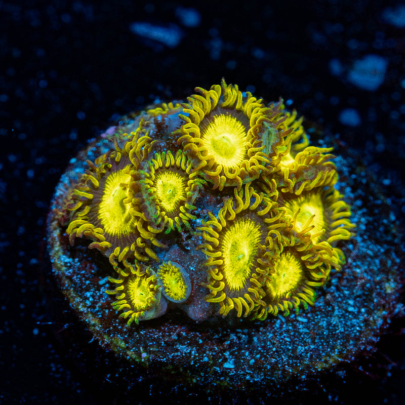 King Midas Zoanthid