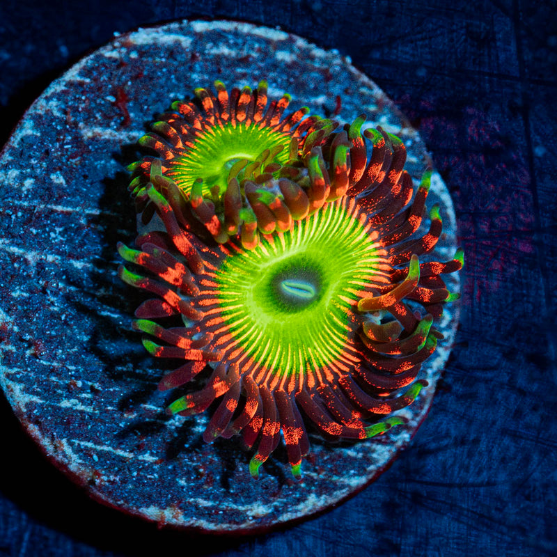 Candy Apple Red Zoanthid