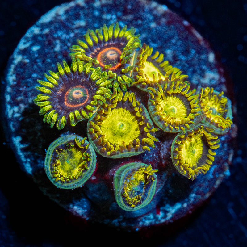 Zoanthid Combo