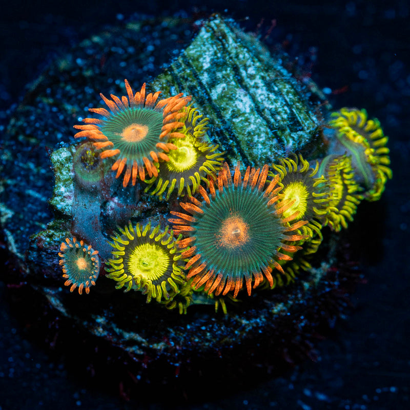 Zoanthid Combo