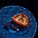  WWC Illuminati Zoanthid 