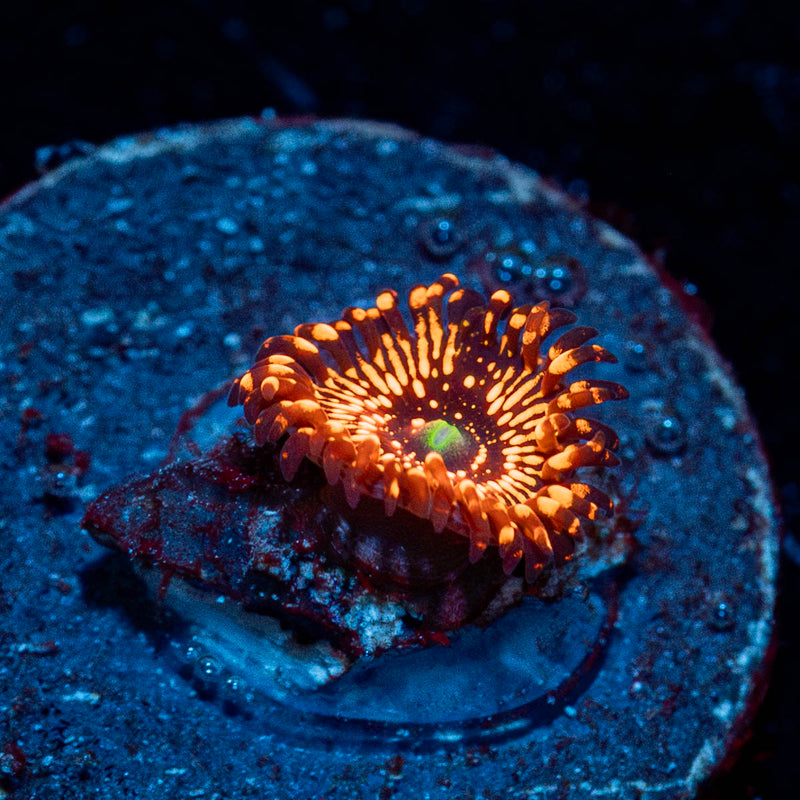 WWC Illuminati Zoanthid