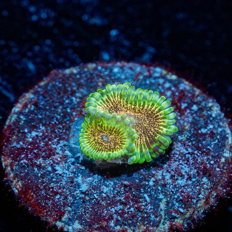 Lemon Lime Zoanthid
