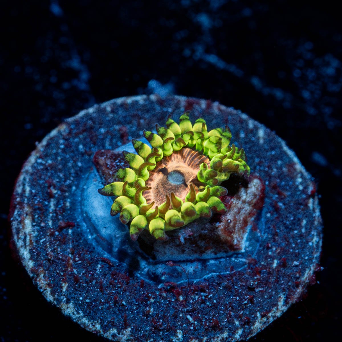 Purple Monsters Zoanthid 