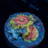 Vivid Lunars Zoanthid