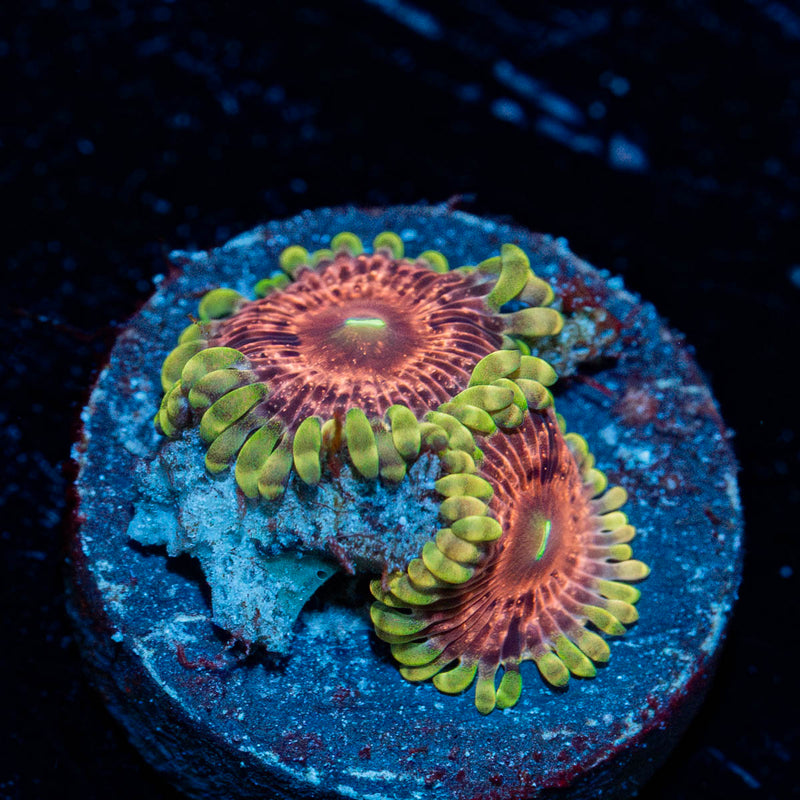 Vivid Lunars Zoanthid