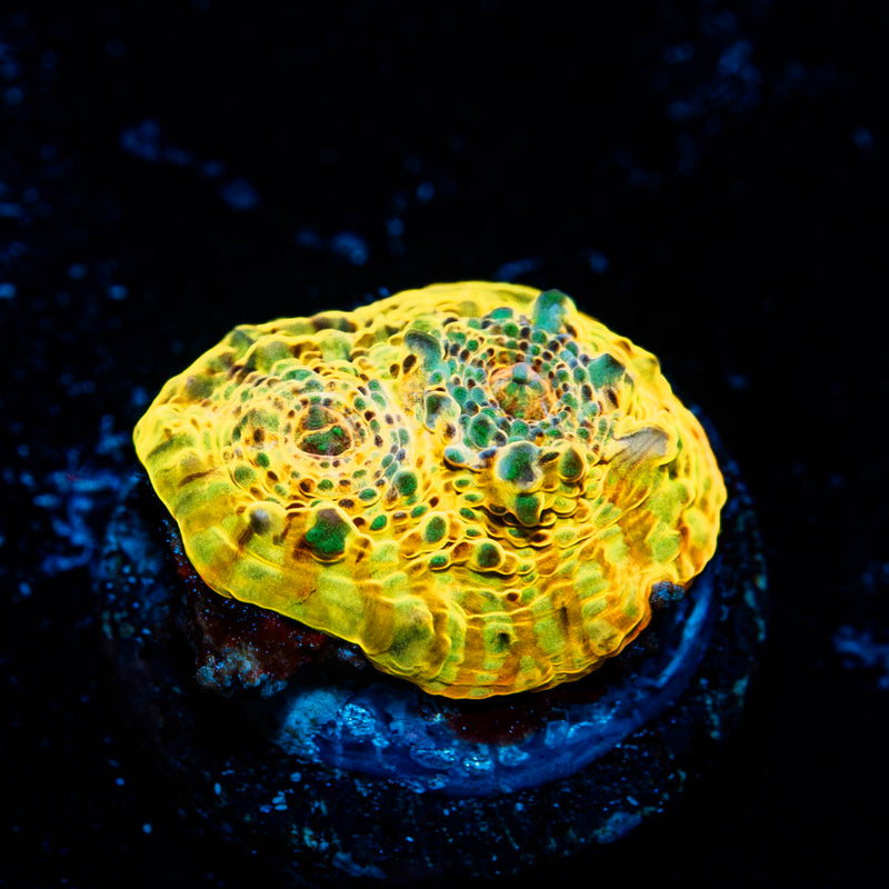 Holy Diver Convict Chalice