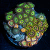 Zoanthid Combo 