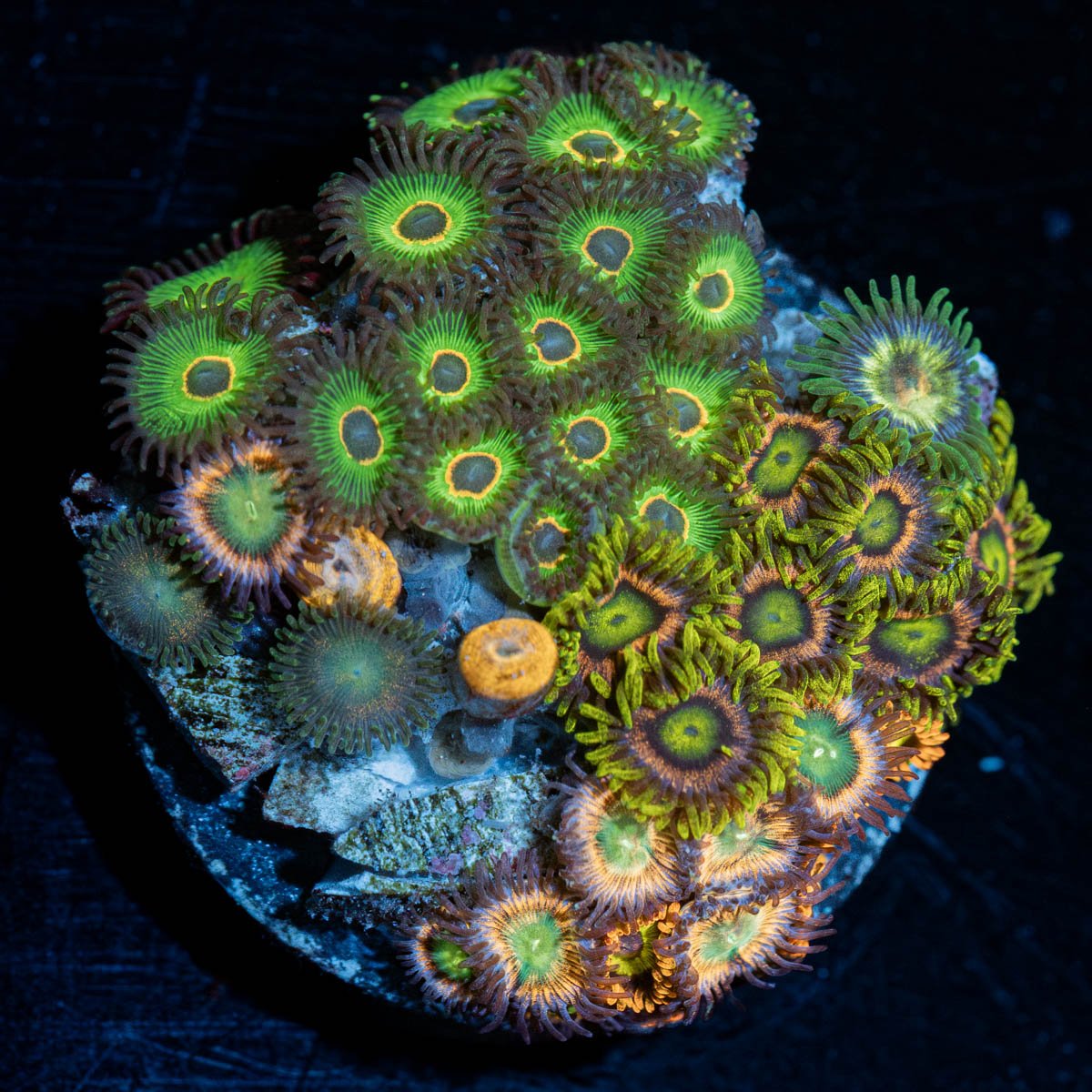 Zoanthid Combo 