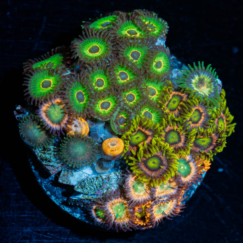 Zoanthid Combo