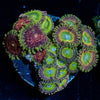 Zoanthid Combo 