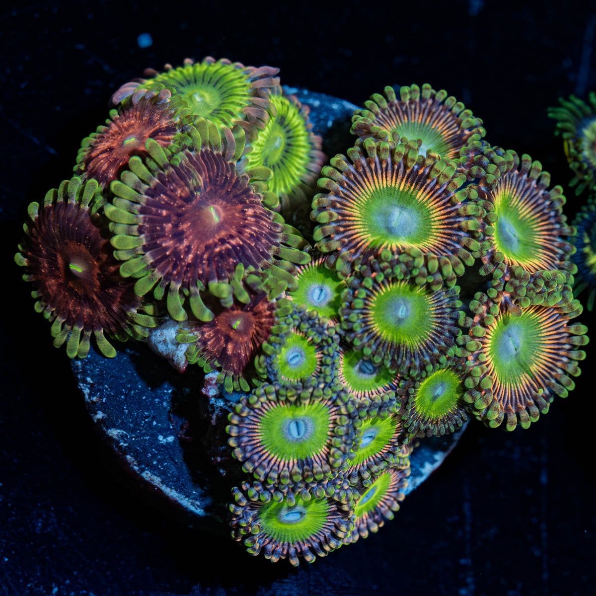 Zoanthid Combo 