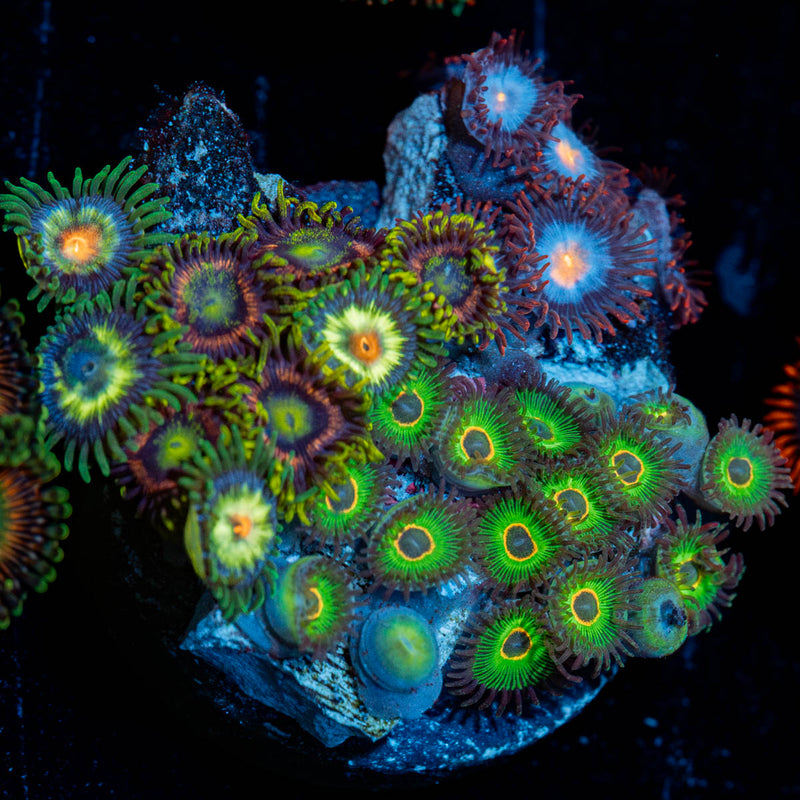 Zoanthid Combo