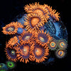 Zoanthid Combo 