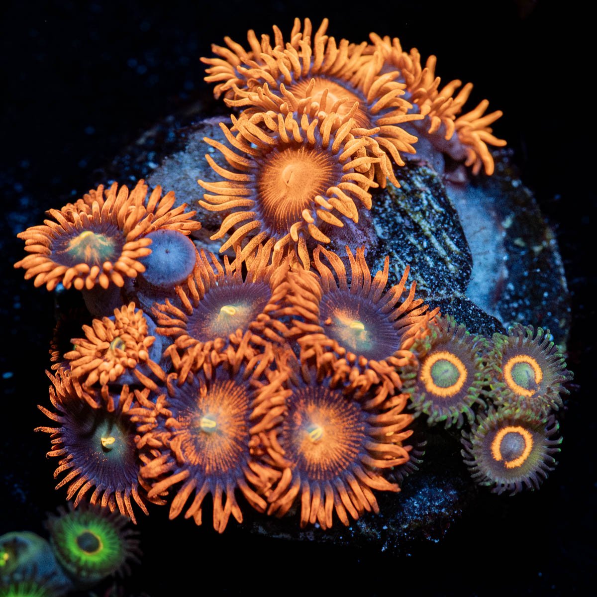 Zoanthid Combo 