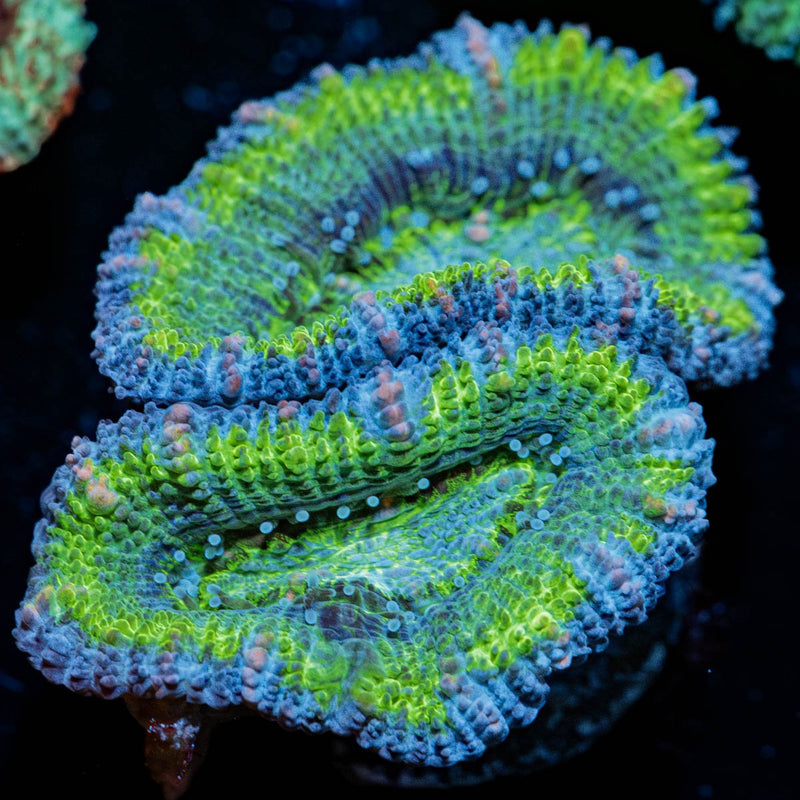 Acan/ Micromussa