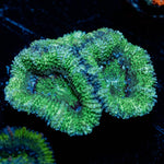 Acan/ Micromussa 