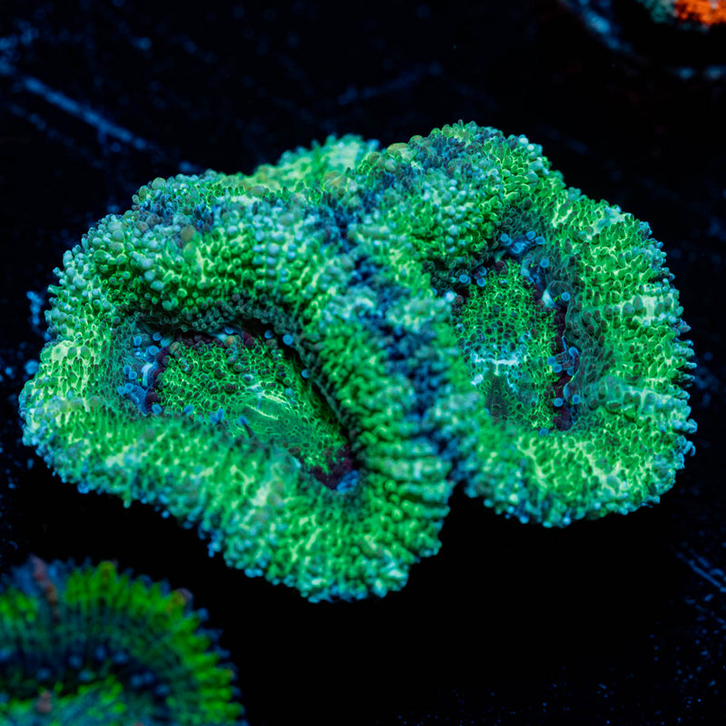 Acan/ Micromussa