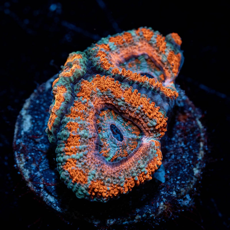Acan/ Micromussa