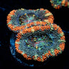 Acan/ Micromussa - riptide aquaculture llc