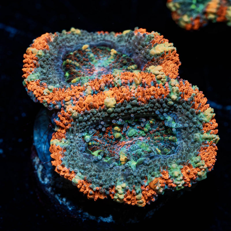 Acan/ Micromussa